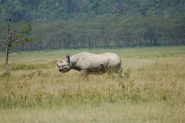 Image of Black Rhinoceros