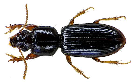 Image of Ground beetle