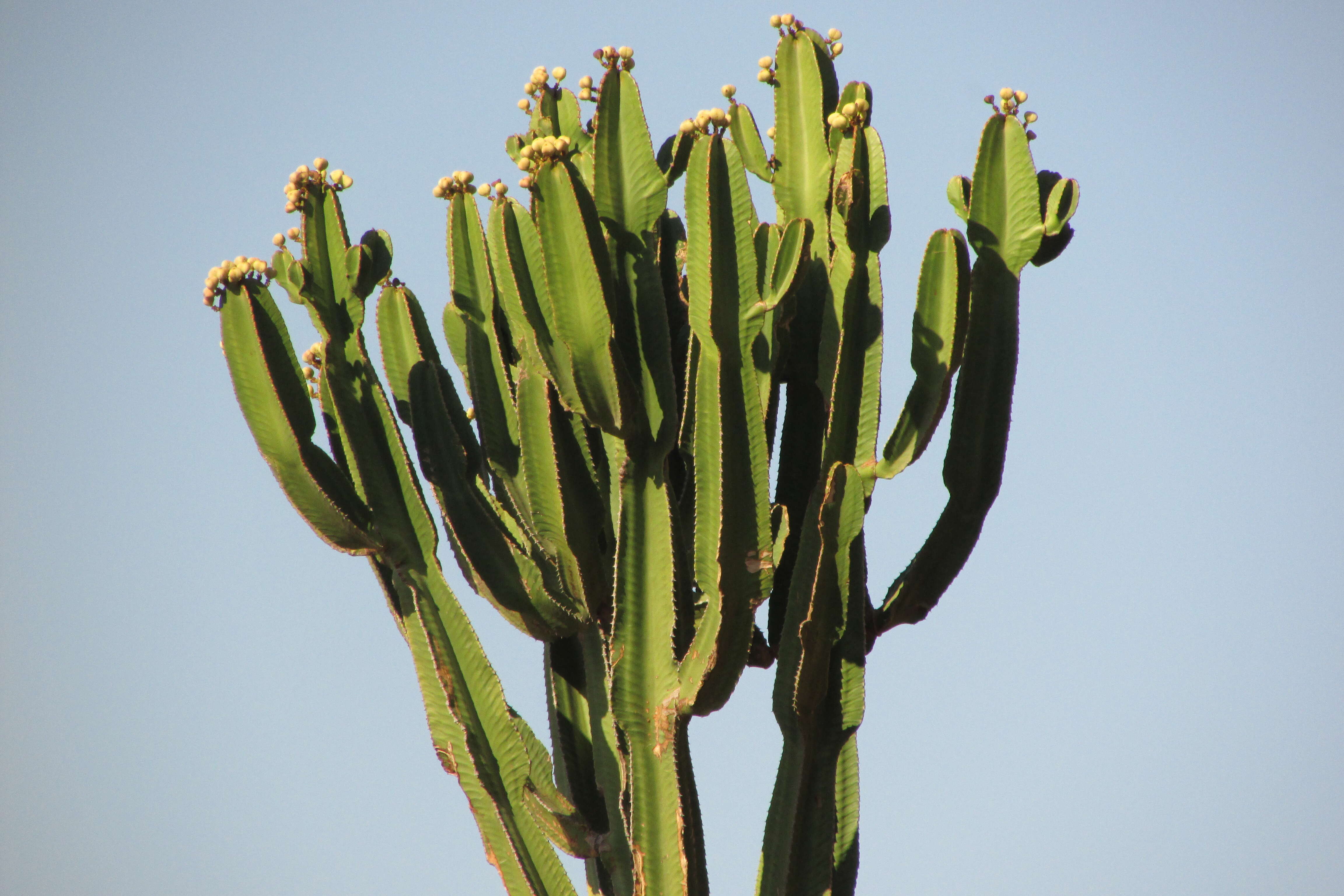 Imagem de Euphorbia ingens E. Mey. ex Boiss.