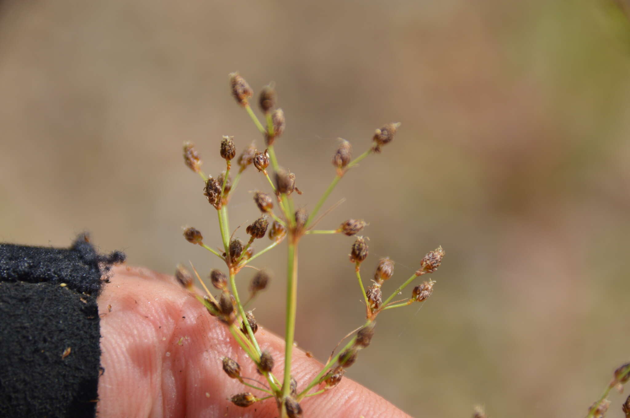 Imagem de Fimbristylis quinquangularis subsp. quinquangularis