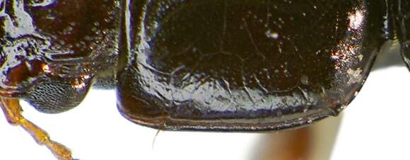 Image of Ground beetle