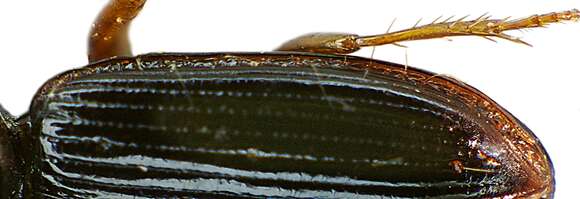 Image of Ground beetle