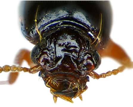 Image of Ground beetle