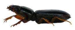 Image of Ground beetle