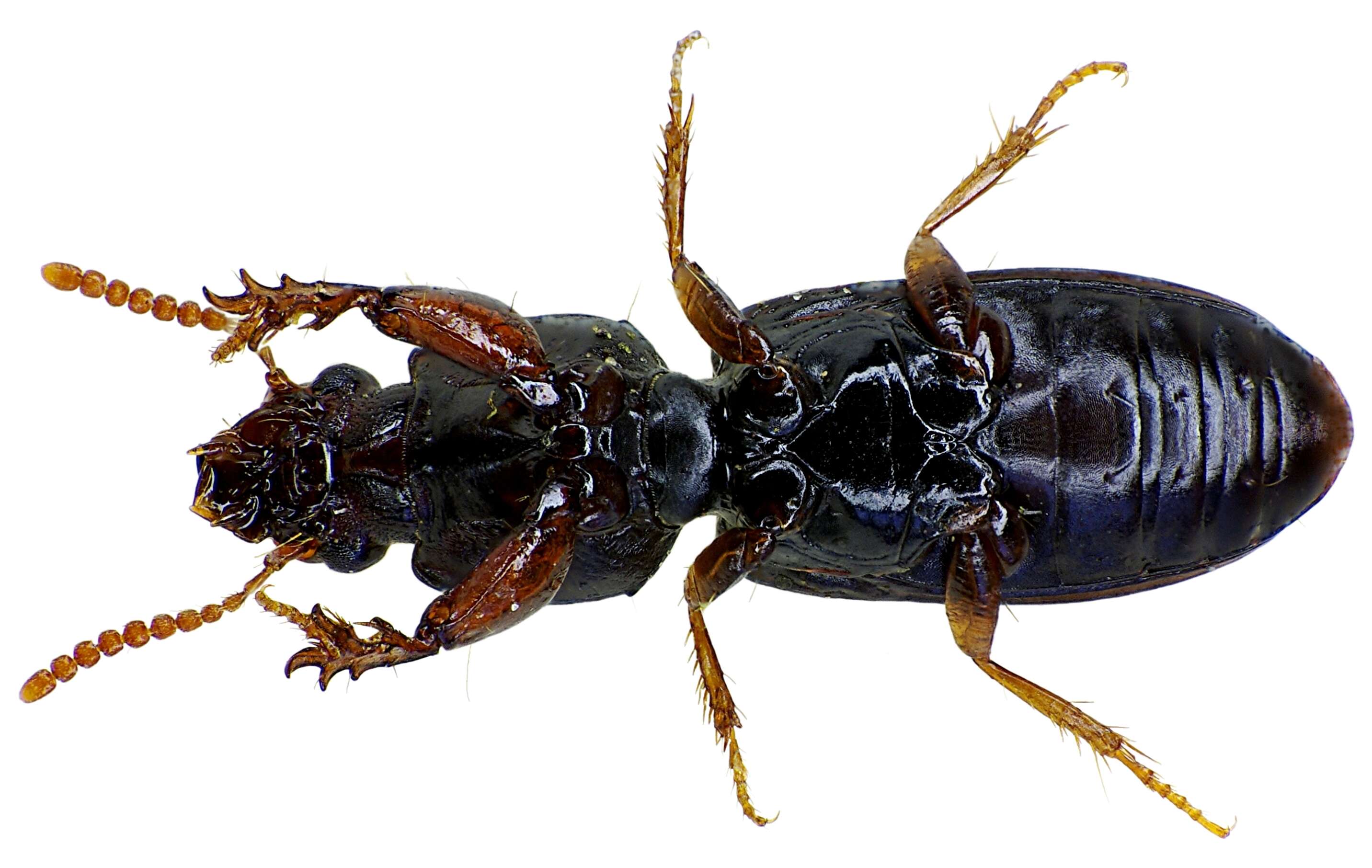 Image of Ground beetle