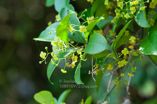 Image of Euonymus nitidus Benth.