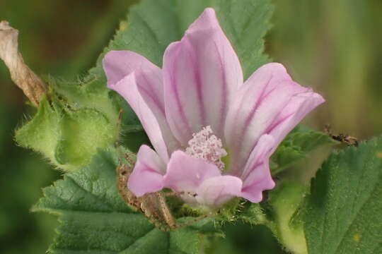 Imagem de Malva nicaeensis All.