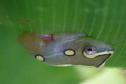 Image of Argus Reed Frog