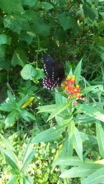 Image of Pink-spotted Swallowtail