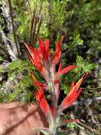 Слика од Castilleja subinclusa var. jepsonii (Bacig. & Heckard) J. M. Egger