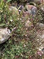 Image de Epilobium hohuanense S. S. Ying