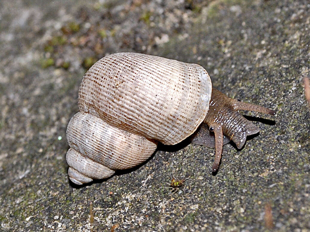 Image of Pomatiinae