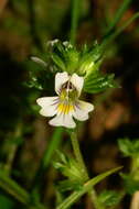 Imagem de Euphrasia officinalis subsp. officinalis