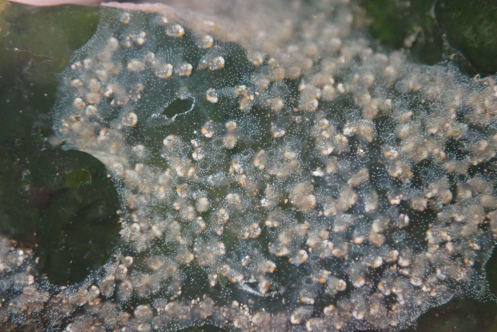 Image of Ascidian