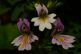 Imagem de Euphrasia officinalis subsp. officinalis