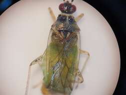 Dicyphus globulifer (Fallen 1829)的圖片