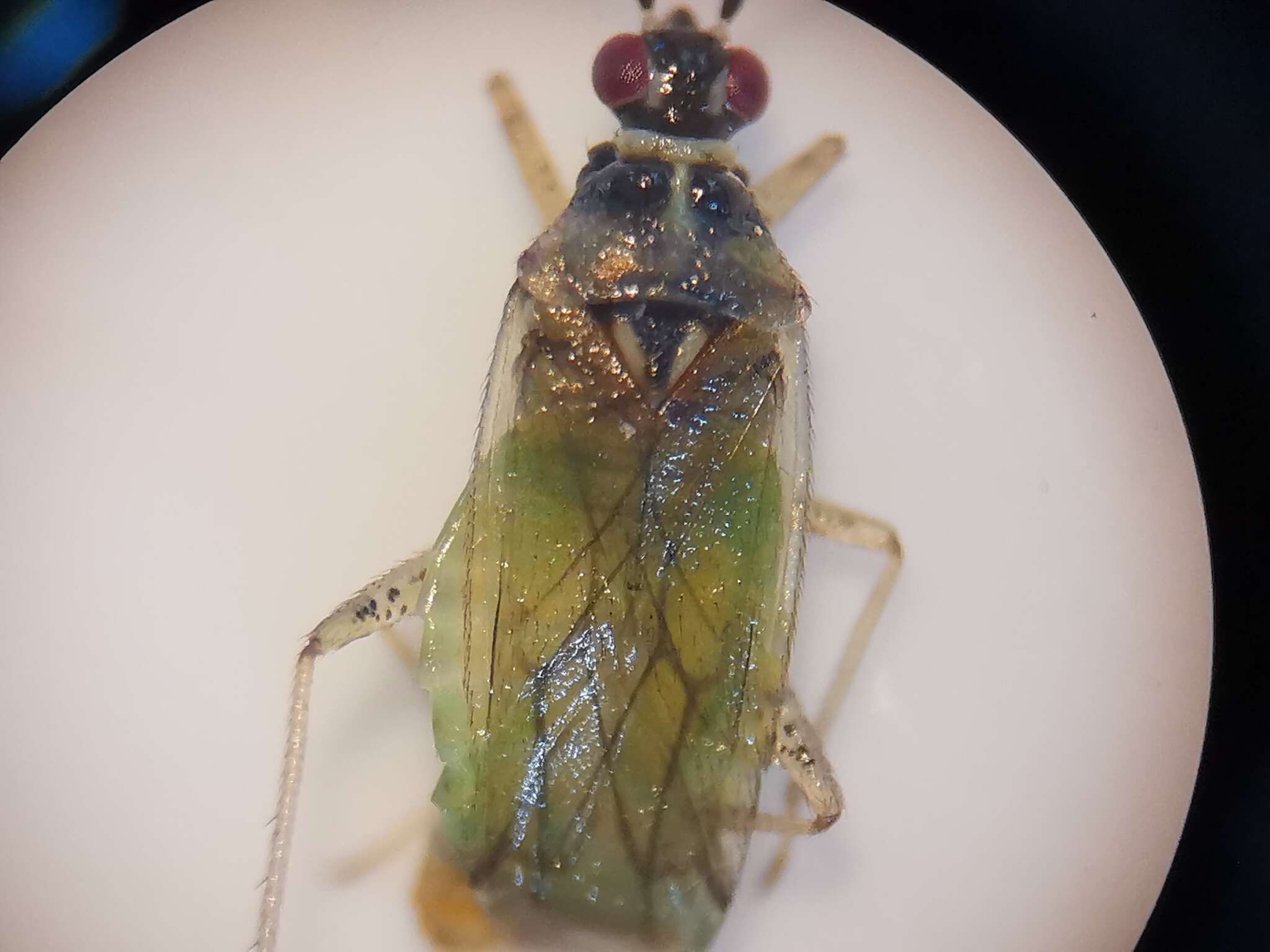 Dicyphus globulifer (Fallen 1829)的圖片