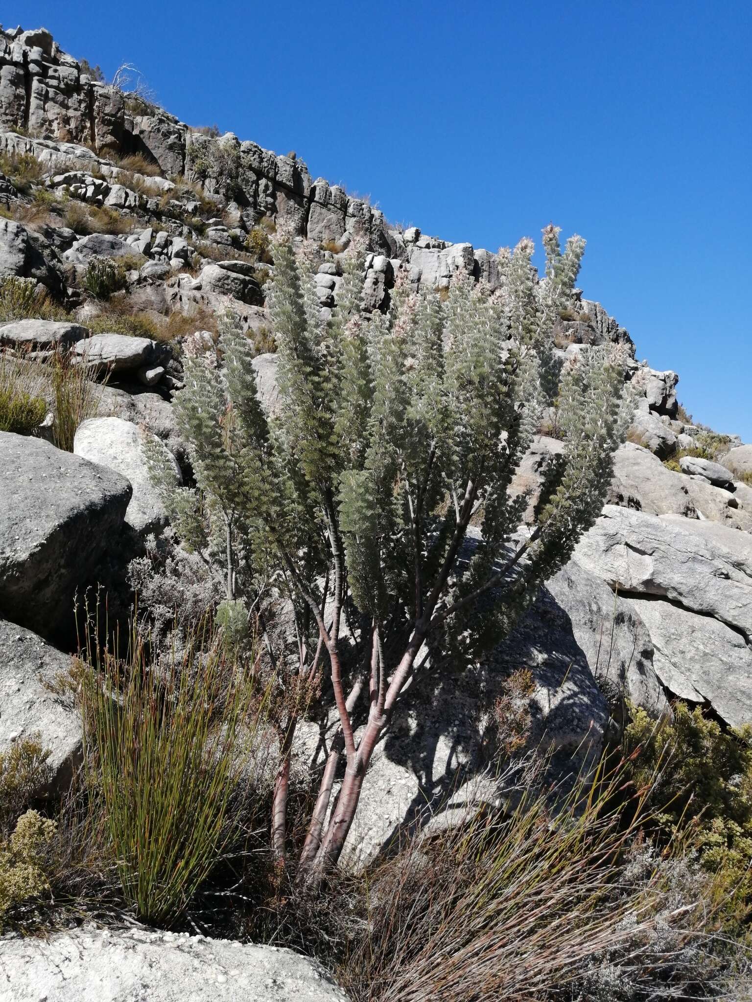 Image of Paranomus tomentosus (Phill. & Hutch.) N. E. Br.