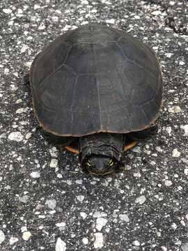 Imagem de Deirochelys reticularia chrysea Schwartz 1956