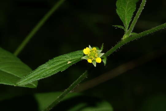 Image of Wood Avens