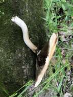 Image of Cyclocybe cylindracea (DC.) Vizzini & Angelini 2014