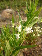 Plancia ëd Gomphocarpus physocarpus E. Meyer