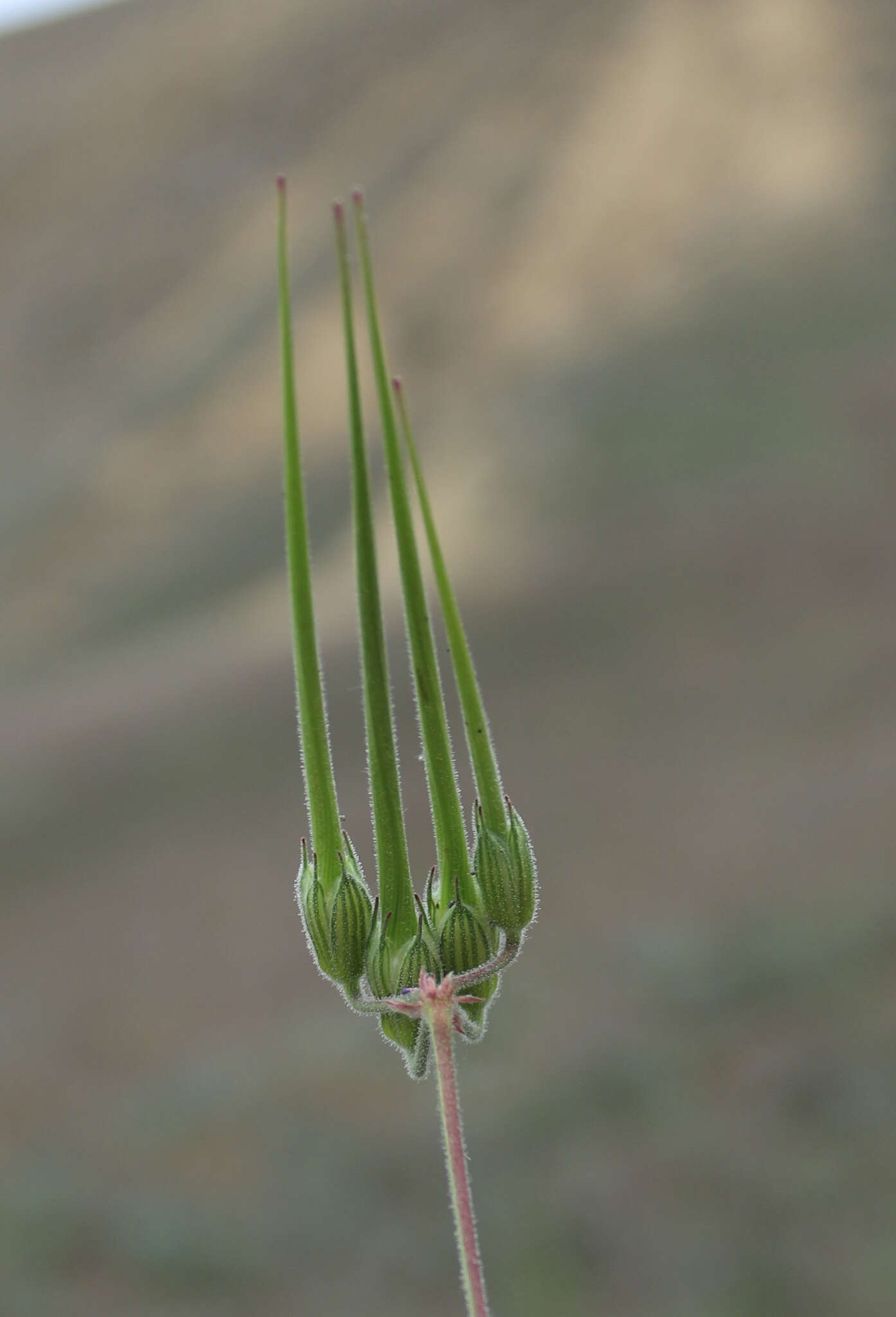 Image of Erodium hoefftianum C. A. Meyer