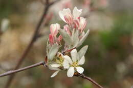 Image of Snowy Mespilus