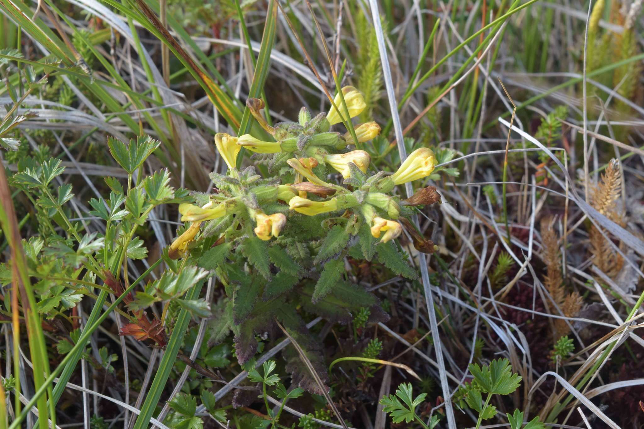 Image of Pedicularis labradorica var. labradorica