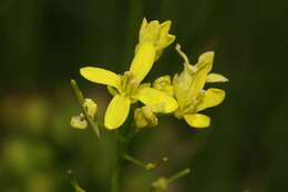 Image of Buckler Mustard