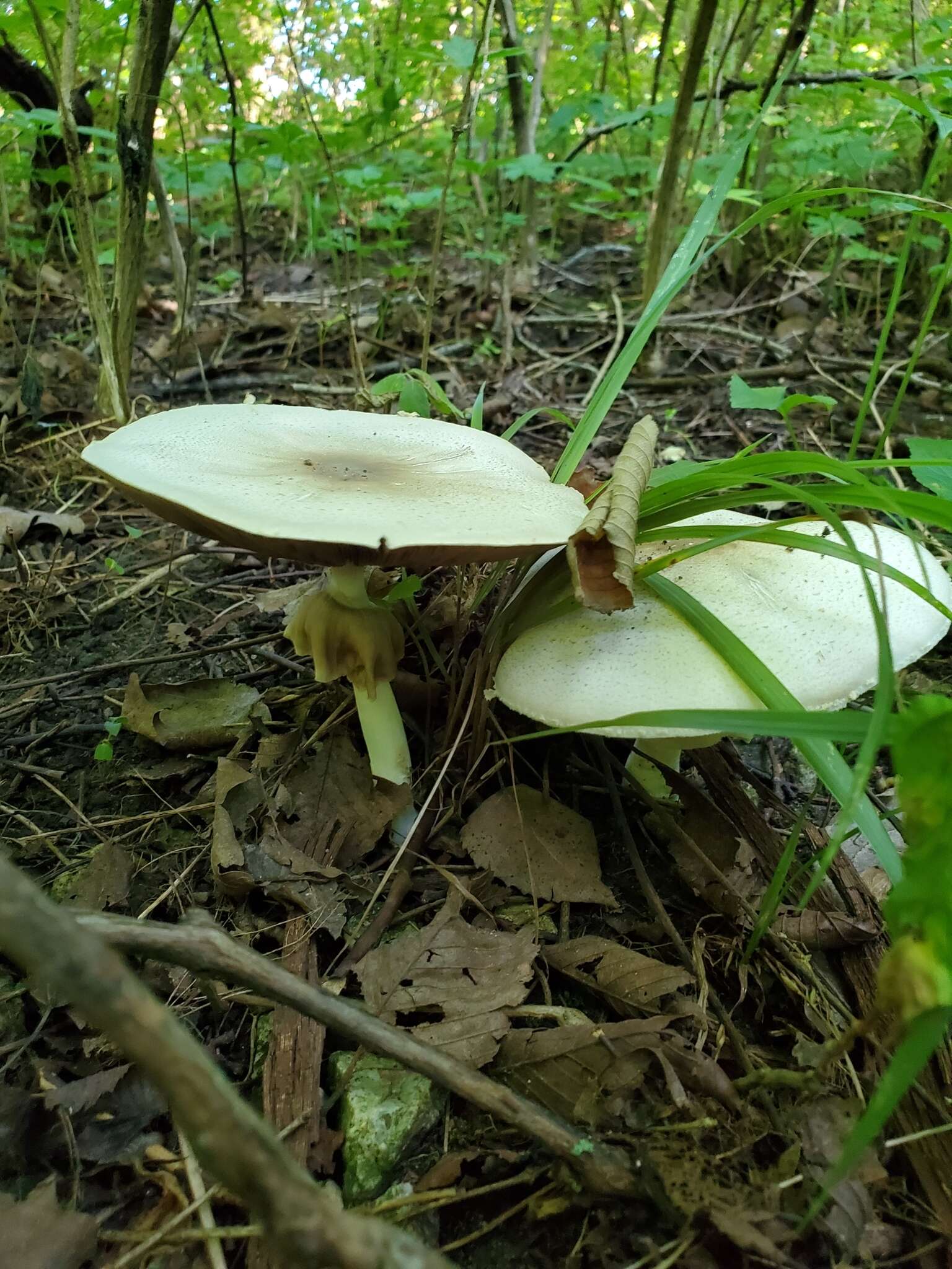 Image of Agaricus leptocaulis Kerrigan 2016