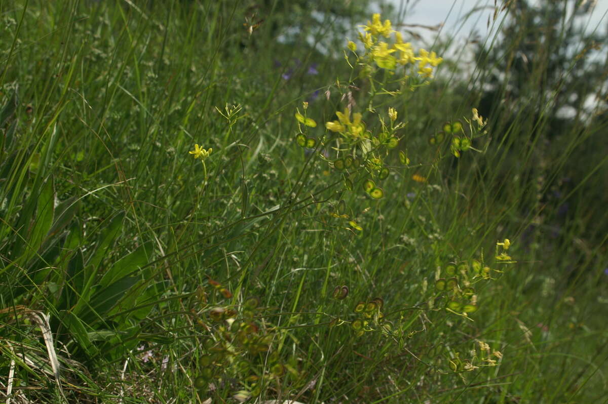 Image of Buckler Mustard