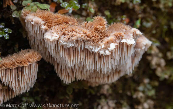 Image of Gloiodon occidentalis Ginns 1988