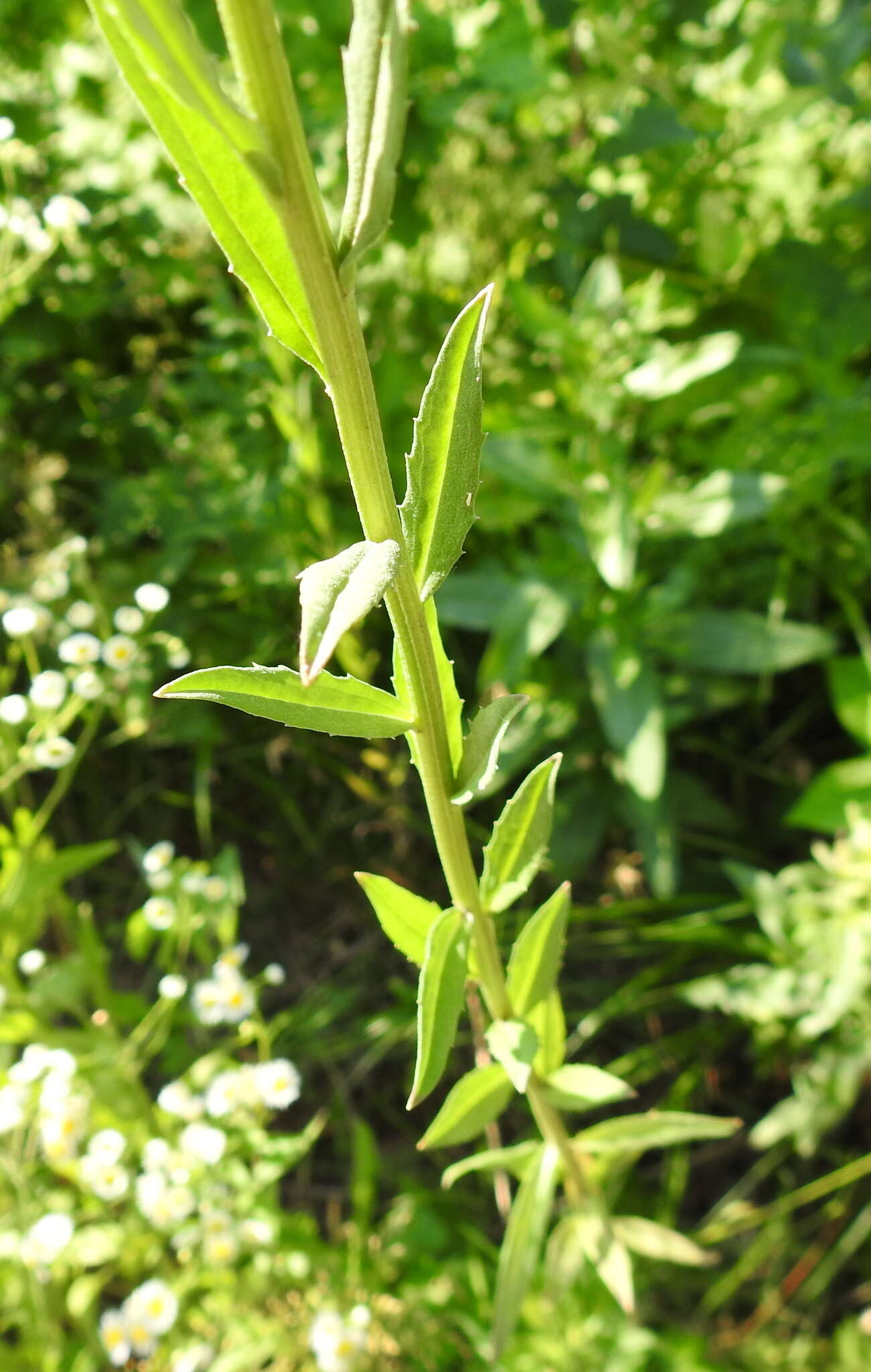 Image of hard wallflower