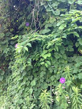 Image of whiteedge morning-glory