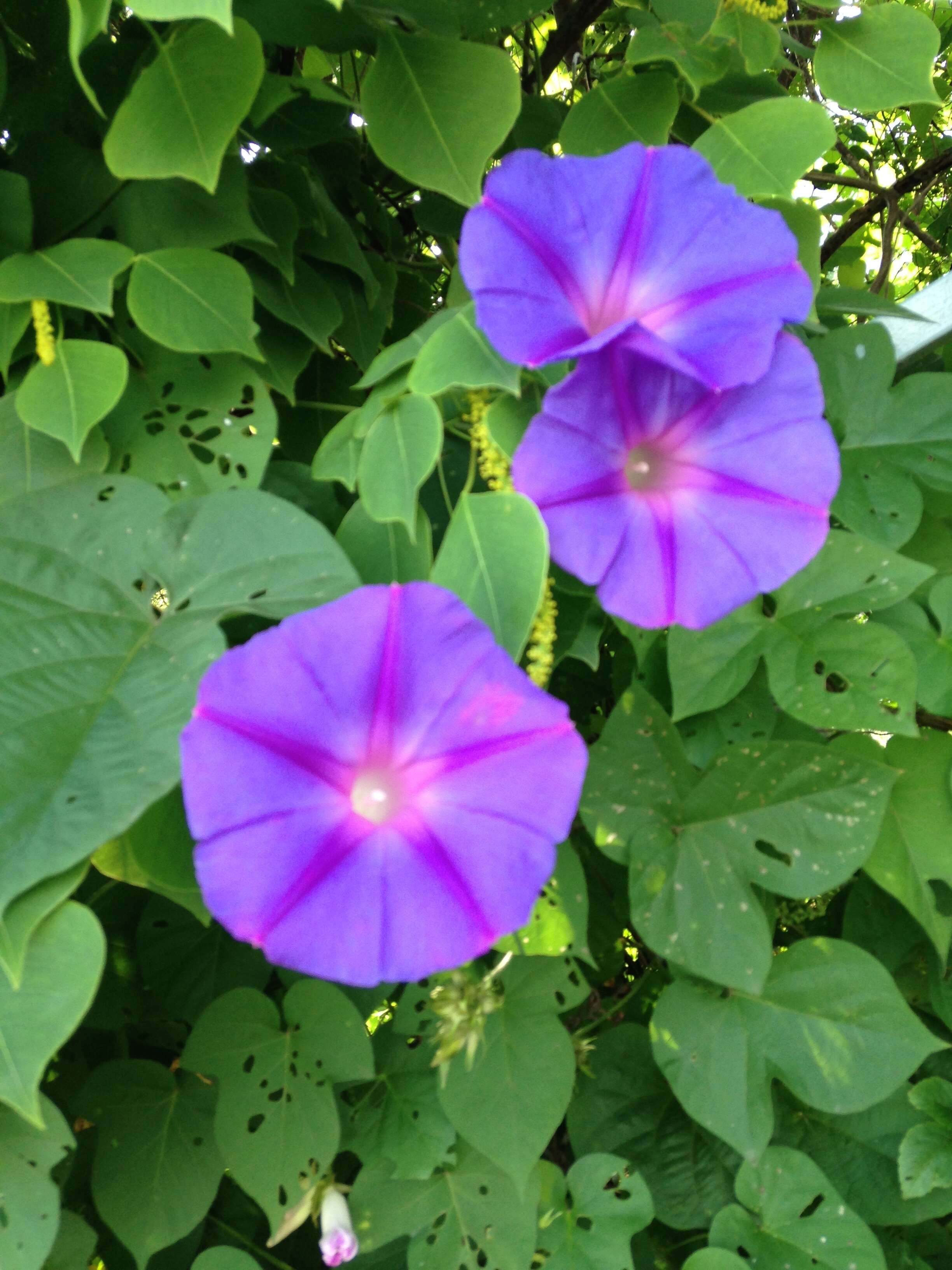 Image of whiteedge morning-glory