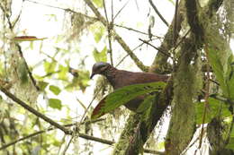 Image of White-throated Quail-Dove