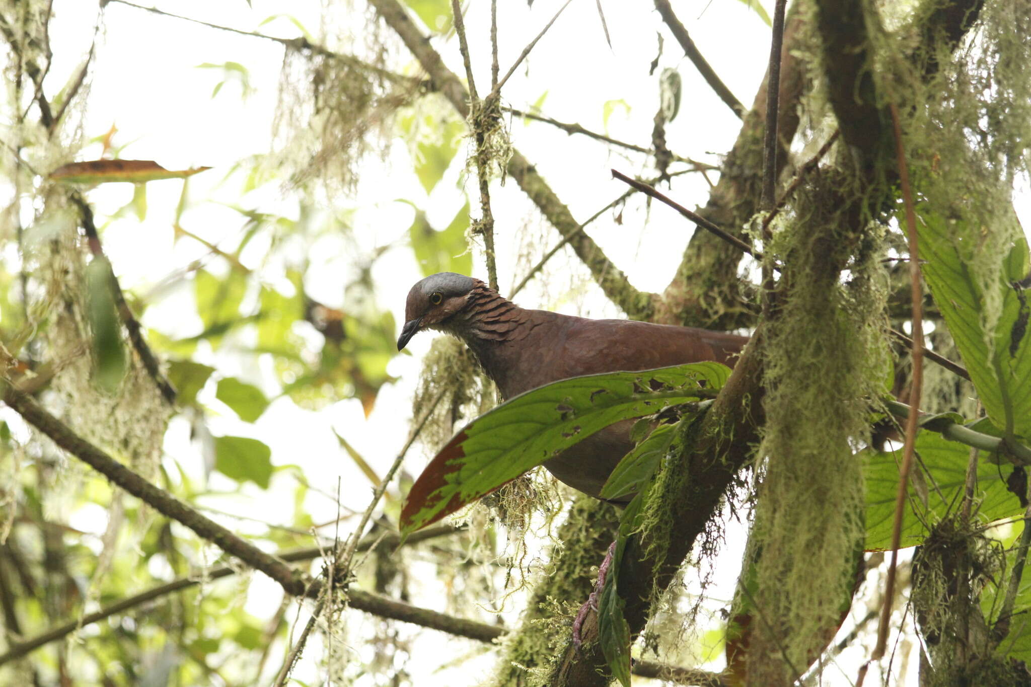 Image of White-throated Quail-Dove