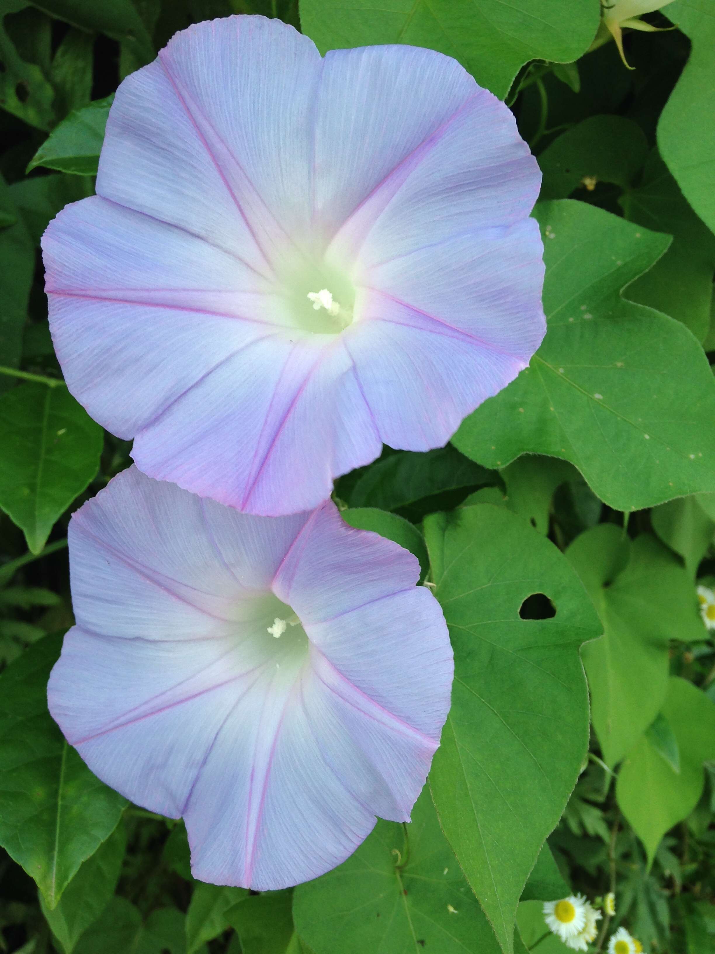 Image of whiteedge morning-glory