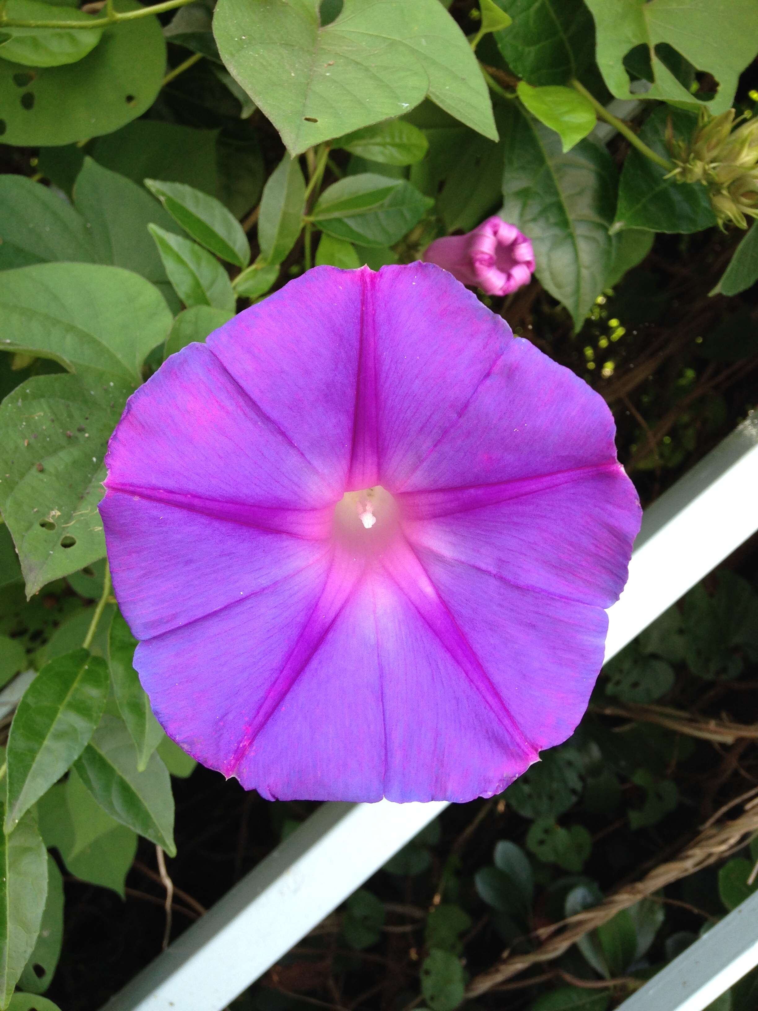 Image of whiteedge morning-glory