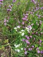 Image of Ontario blazing star