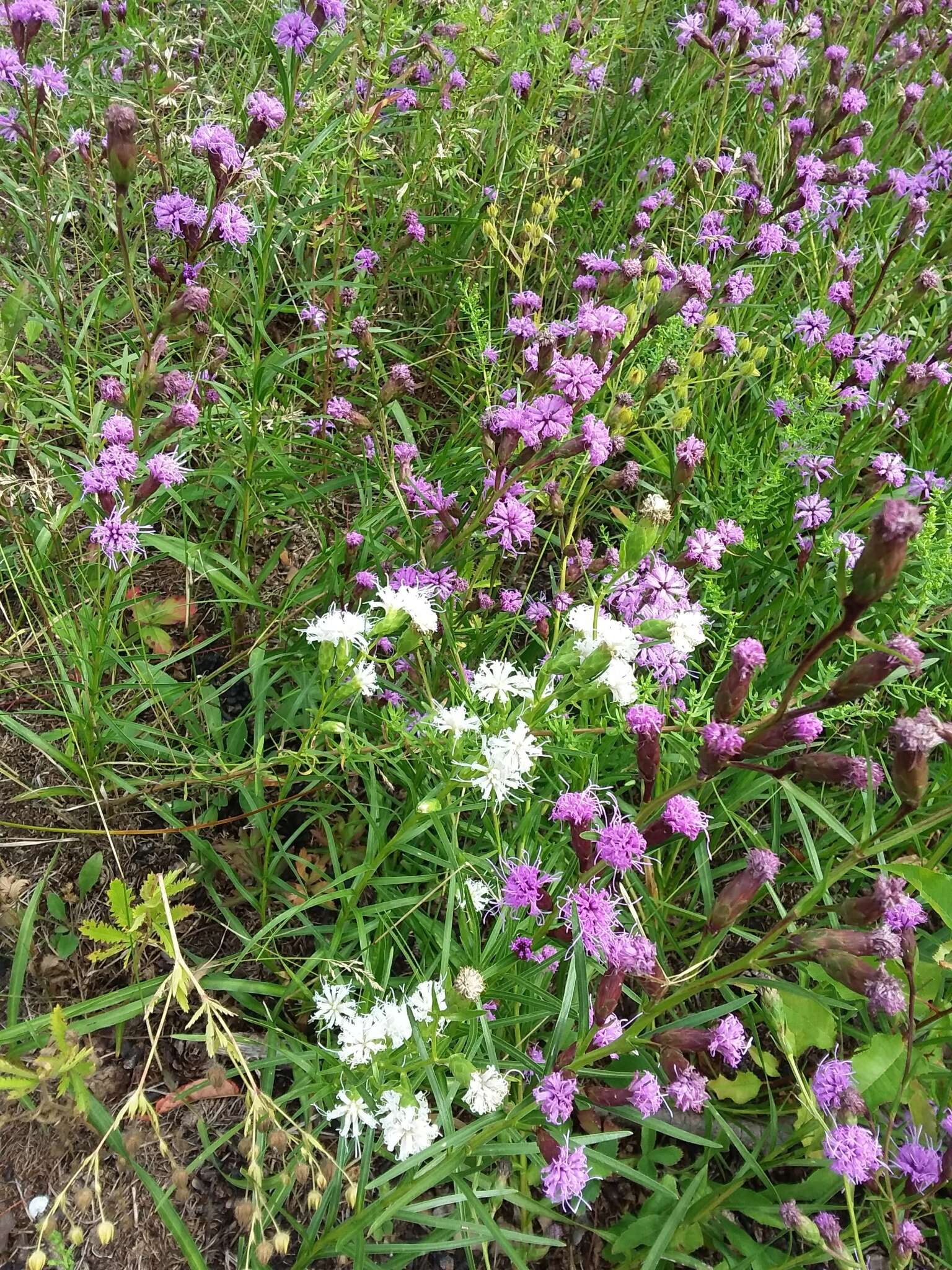 Слика од Liatris cylindracea Michx.