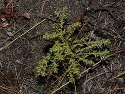 Plancia ëd Arjona patagonica Homb. & Jacquinot ex Decne.