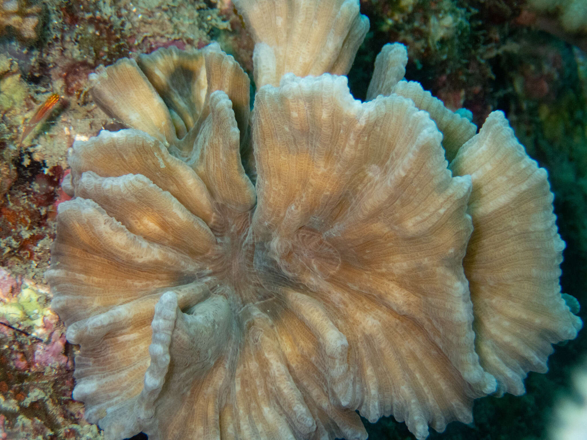 Image of Common lettuce coral