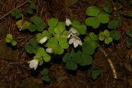 Imagem de Oxalis acetosella L.