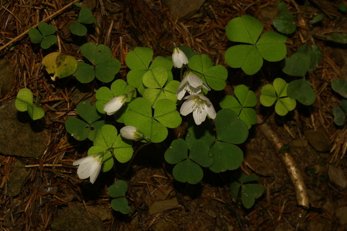 Imagem de Oxalis acetosella L.