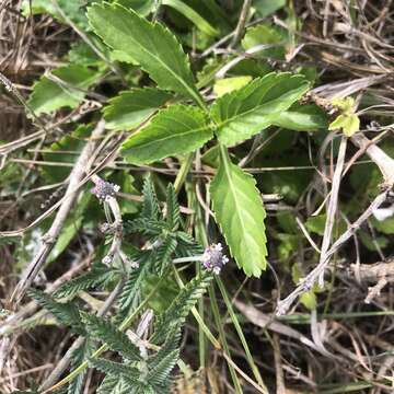 Imagem de Lippia stoechadifolia (L.) Kunth