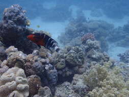 Image of Banded maori wrasse