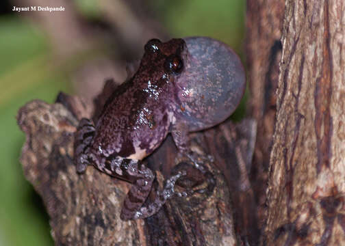 Image of Raorchestes bombayensis (Annandale 1919)