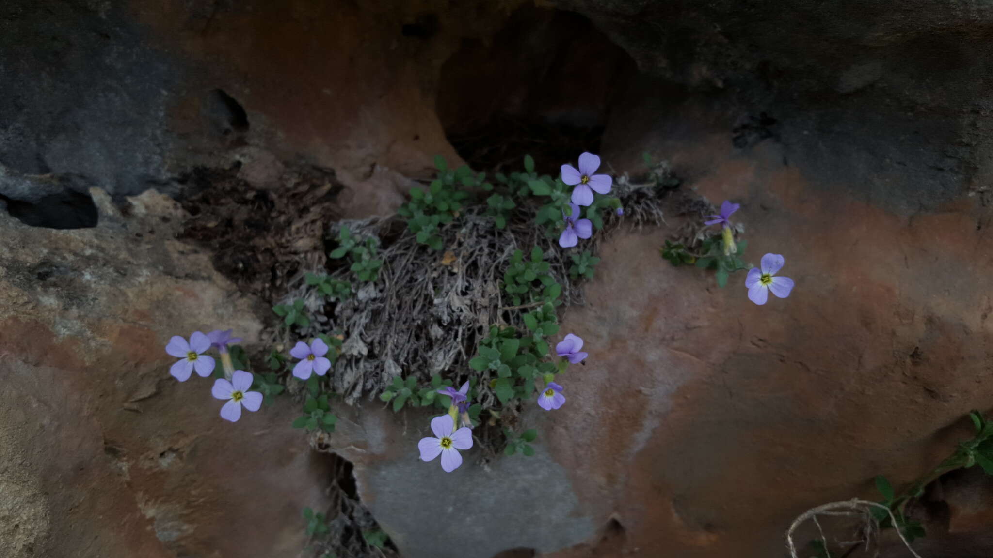 Image de Aubrieta libanotica Boiss.